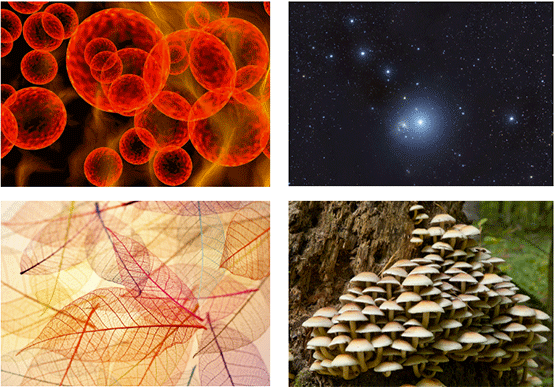 Photos by Sebastian Tomus, Saddako, Aleksander Bolbot, and Albert Barr.