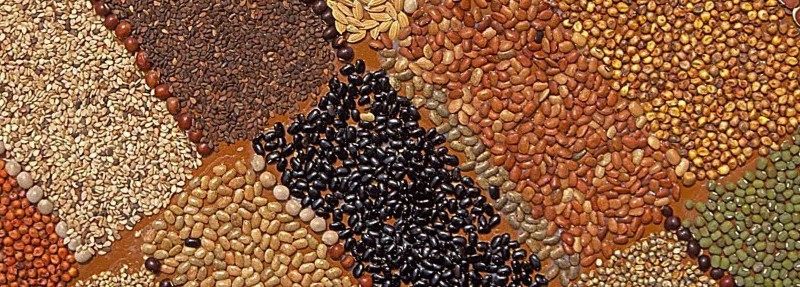 Looking beyond the pandemic: Agroecology, and the need to rethink our food system