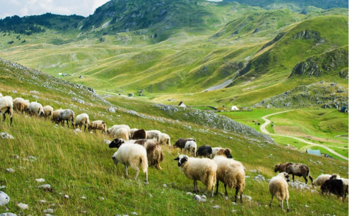 Saving a critical pastureland in Montenegro